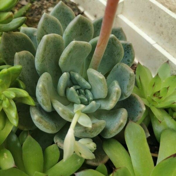 Pachyphytum bracteosum Blatt