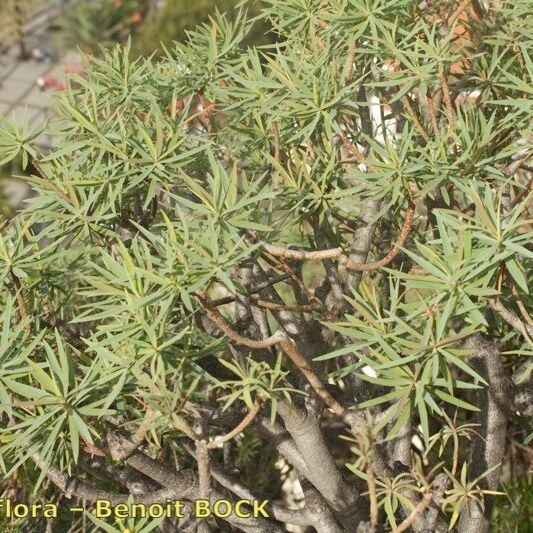Euphorbia piscatoria (Fish-stunning spurge)