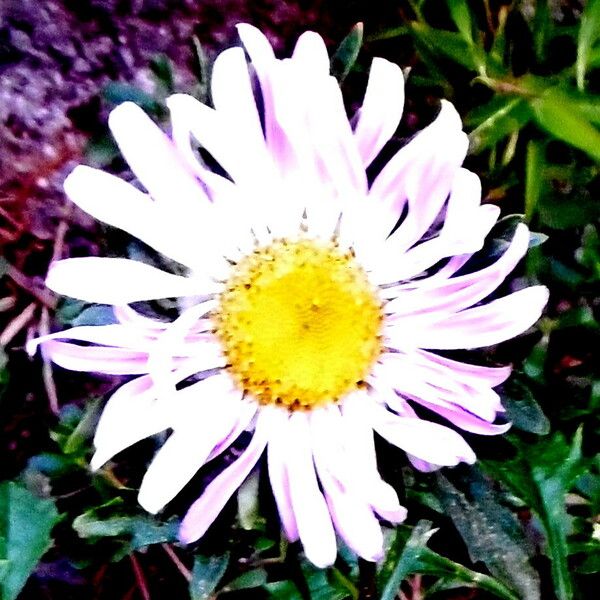 Leucanthemum vulgare Flower