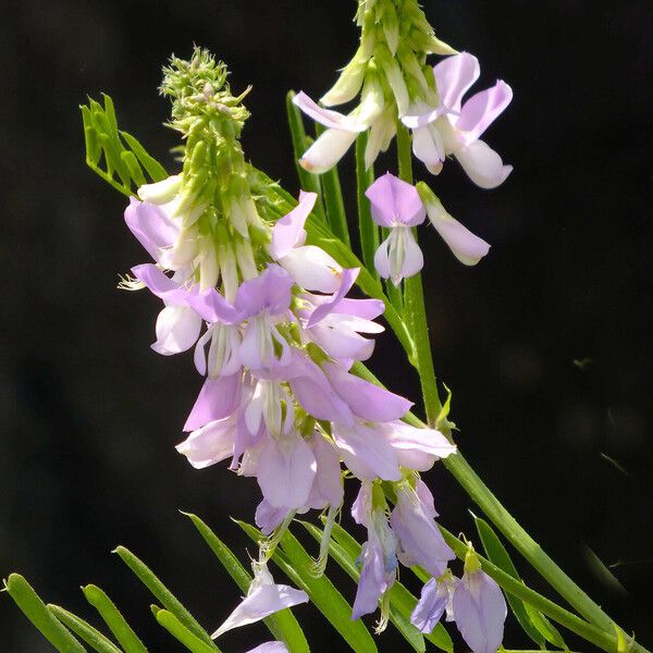 Galega officinalis Blüte