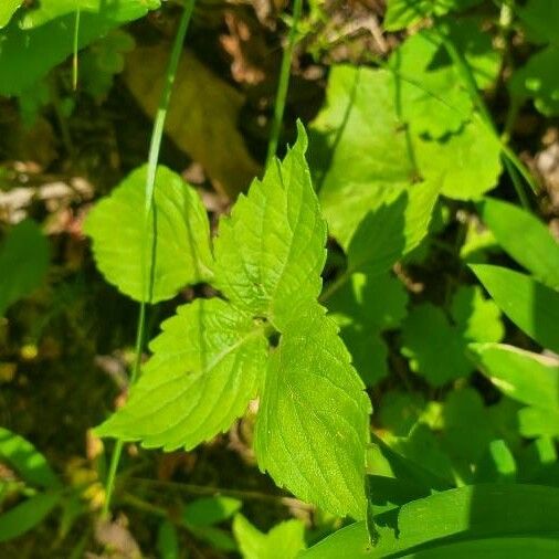 Perilla frutescens Blad