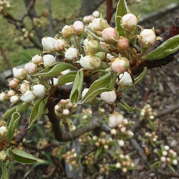 Pyrus spinosa Květ