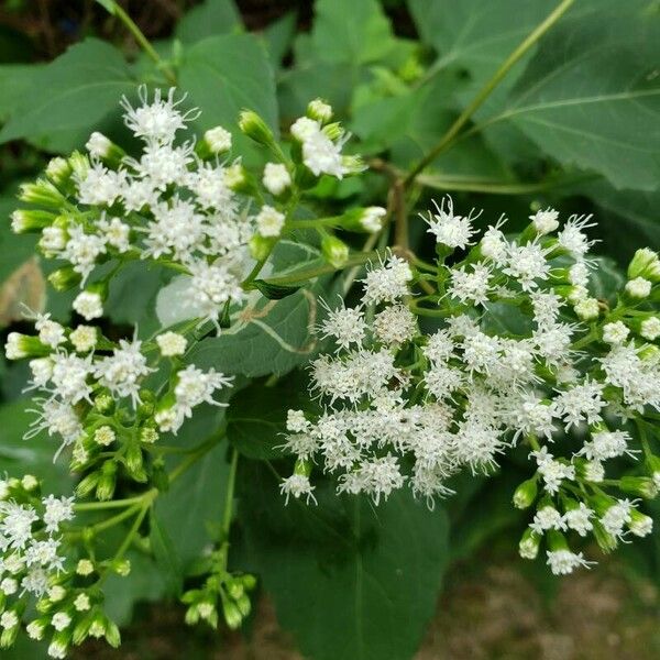 Ageratina altissima फूल