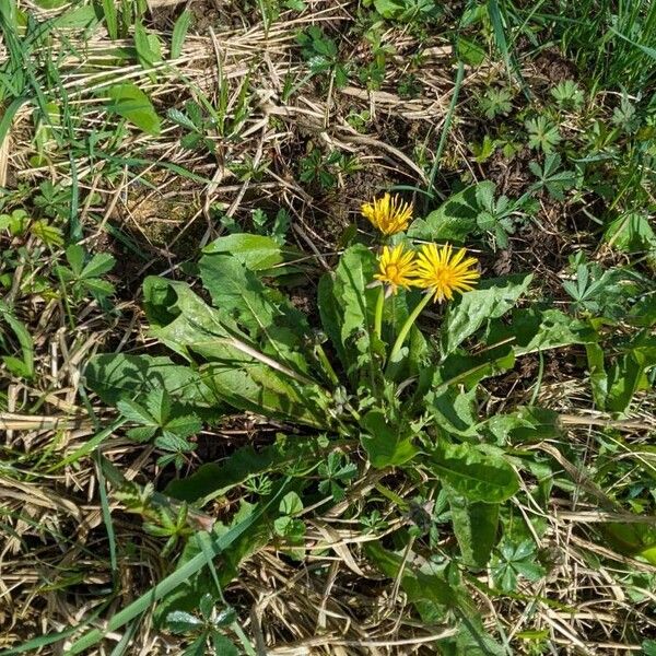 Taraxacum palustre Flors