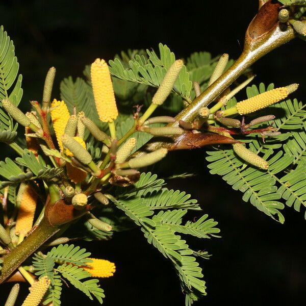 Vachellia collinsii Frukt