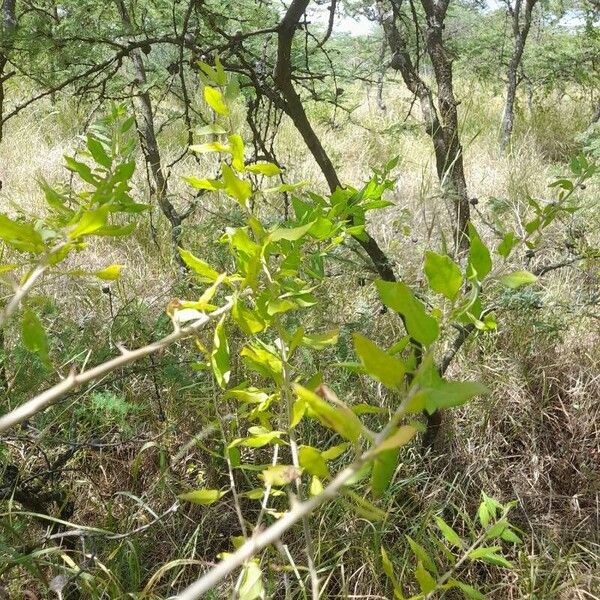 Lycium barbarum Fuelha