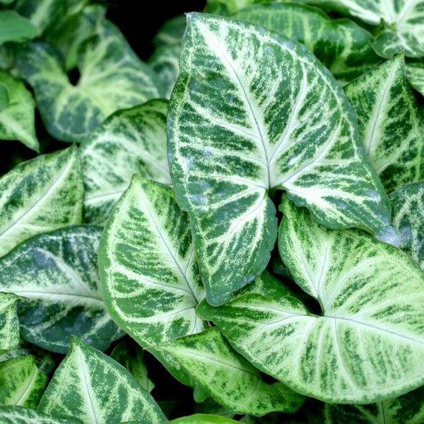 Syngonium podophyllum Leaf