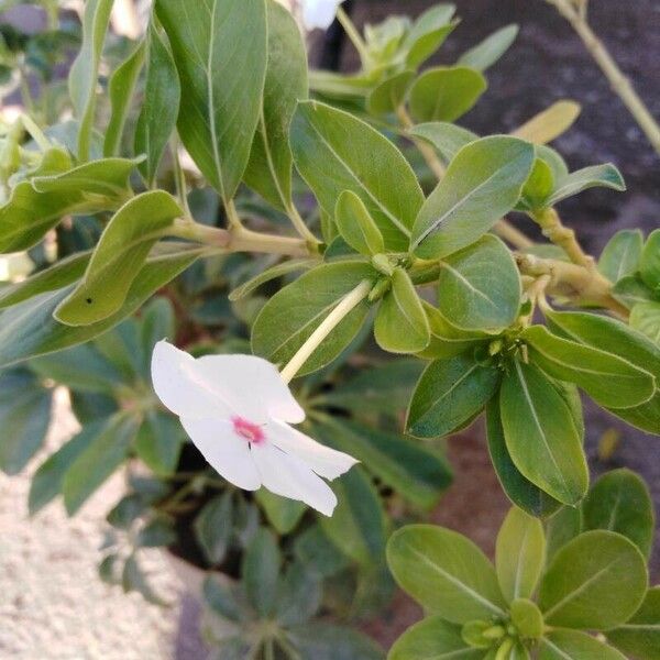 Catharanthus coriaceus Flower