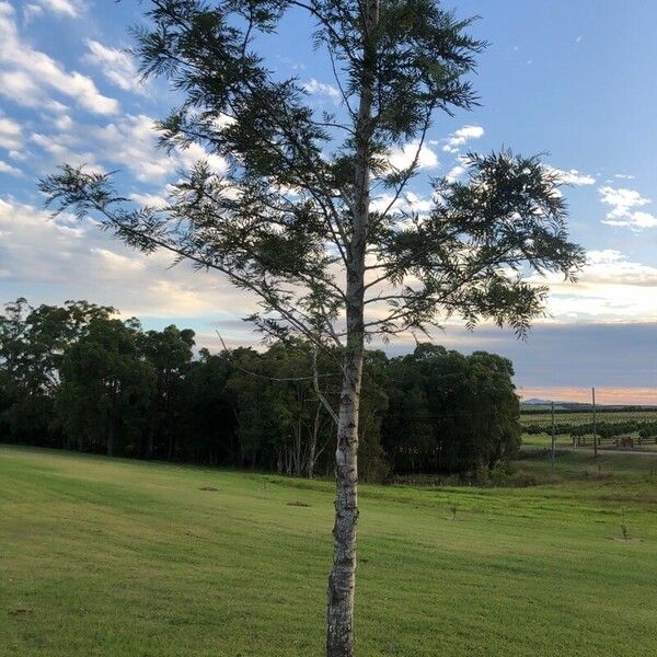 Grevillea robusta List