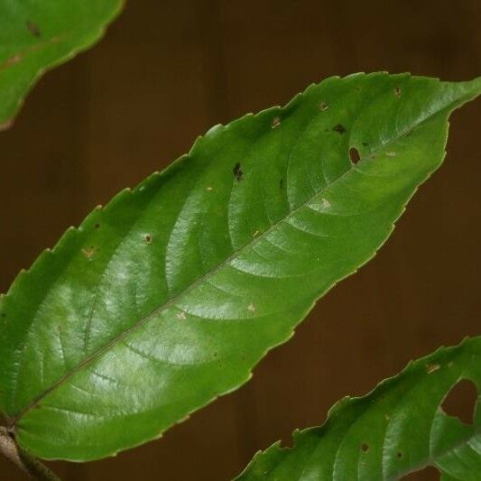 Banara guianensis Levél