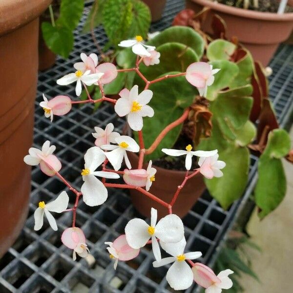 Begonia epipsila Flor