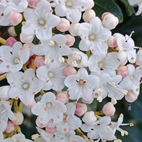 Viburnum tinus Kvet