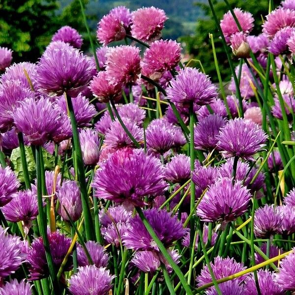 Allium schoenoprasum Vekstform