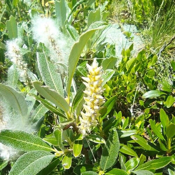 Salix helvetica പുഷ്പം