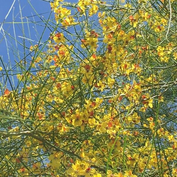 Parkinsonia aculeata Other