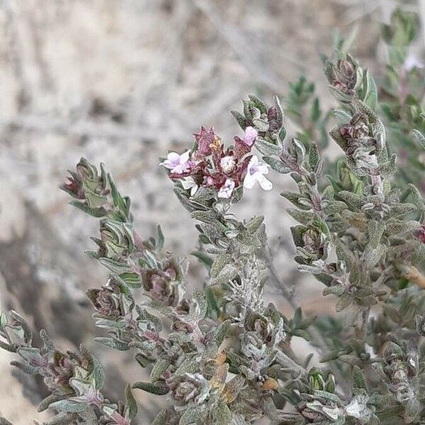 Thymus vulgaris Flors