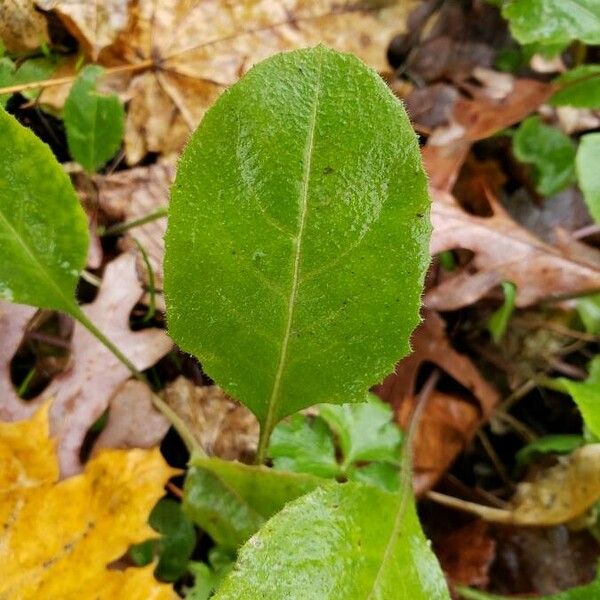 Hieracium murorum Blad