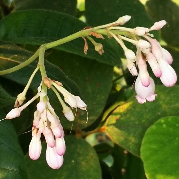 Amalocalyx microlobus Flor