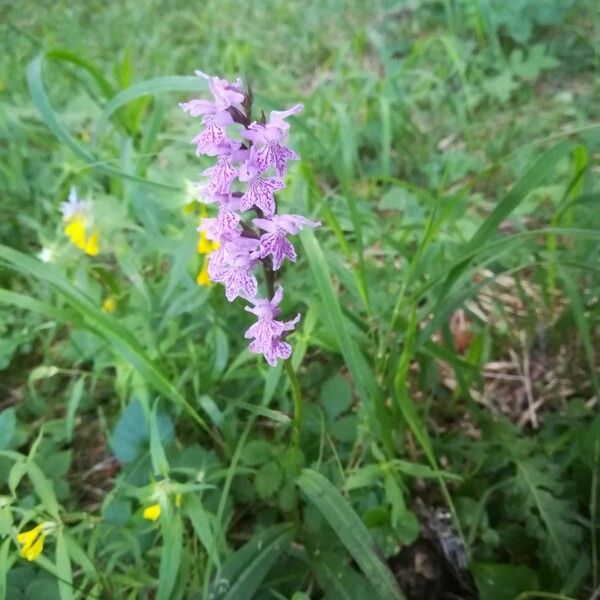 Dactylorhiza fuchsii Облик