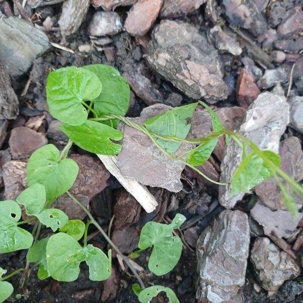 Fallopia convolvulus 葉