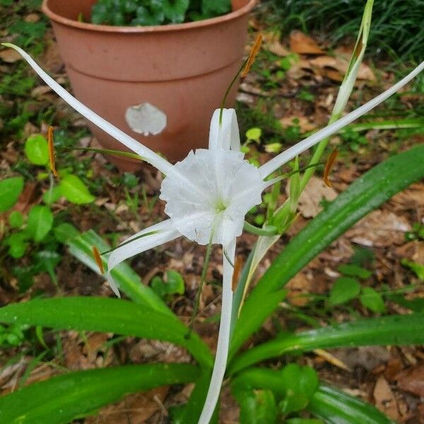 Hymenocallis liriosme Kvet