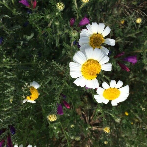 Anthemis tomentosa Blodyn