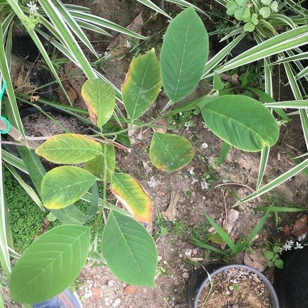 Annona senegalensis Leaf