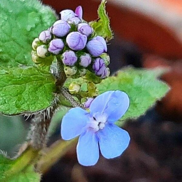 Brunnera macrophylla Flors