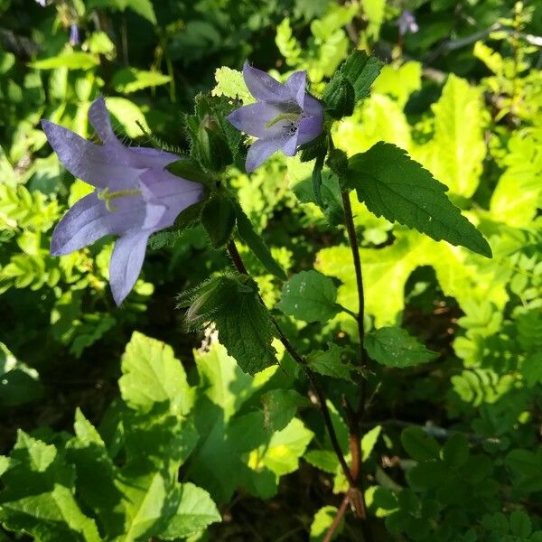 Campanula trachelium 整株植物