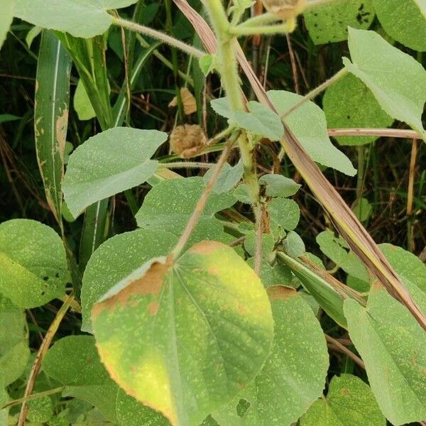 Abutilon hirtum ഇല