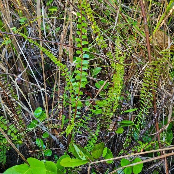 Lindsaea stricta Habitus