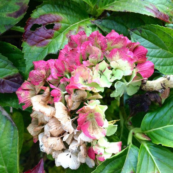 Hydrangea macrophylla फूल