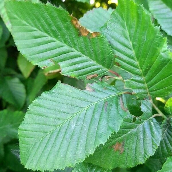 Carpinus betulus برگ