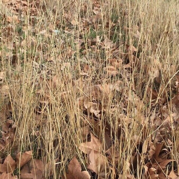 Eragrostis pilosa Leht