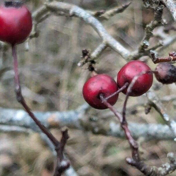 Crataegus laciniata Ffrwyth