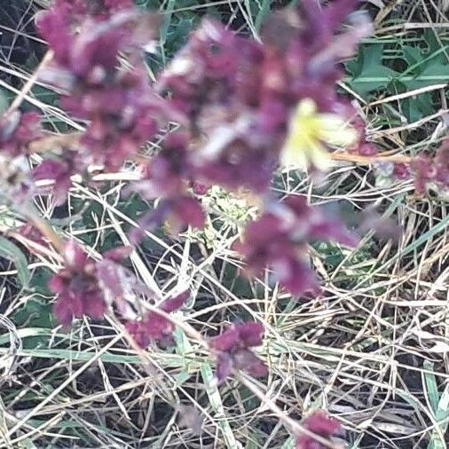 Lactuca saligna Blüte