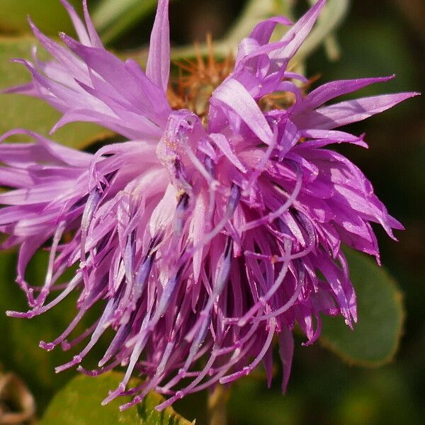 Centaurea aspera Çiçek