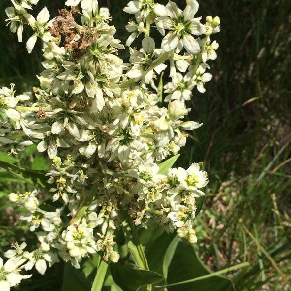 Veratrum californicum Flower