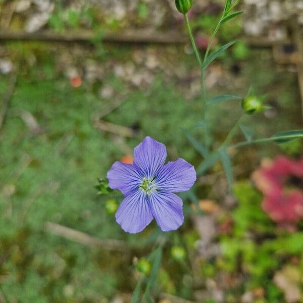 Linum usitatissimum फूल