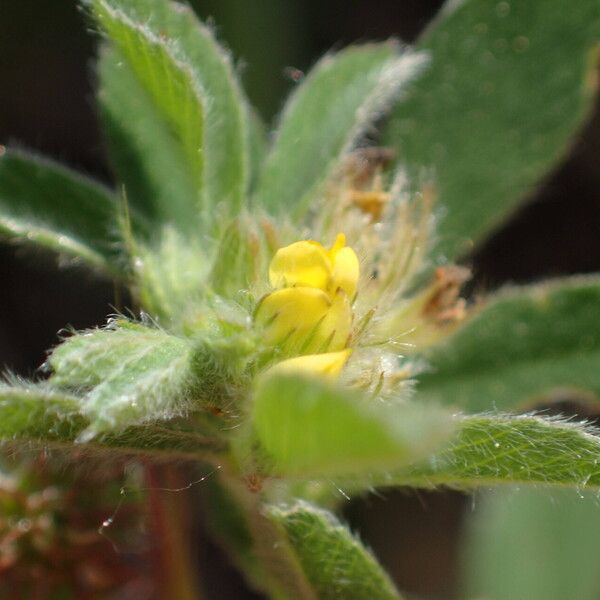 Medicago minima Flower