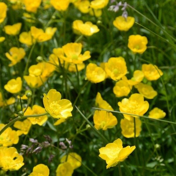 Ranunculus acris ফুল