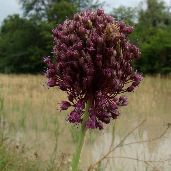 Allium atroviolaceum Flor