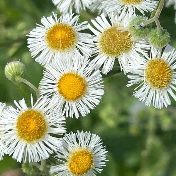 Erigeron strigosus Virág