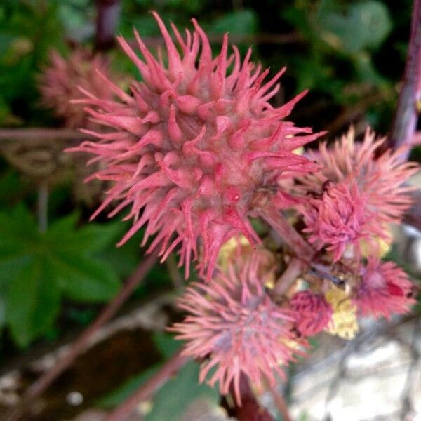 Ricinus communis Plod