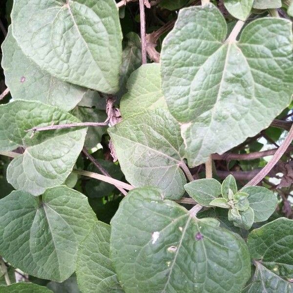 Mikania cordifolia Blatt