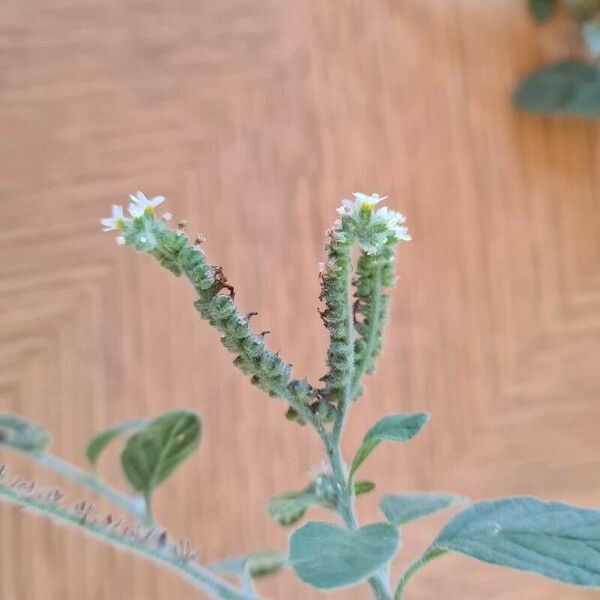 Heliotropium europaeum Flower