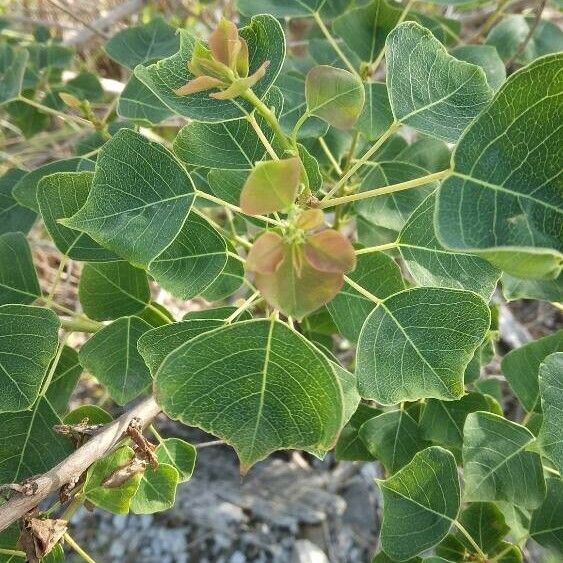 Triadica sebifera Leht