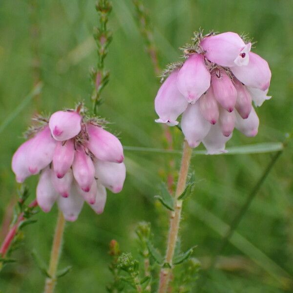 Erica tetralix Blomst