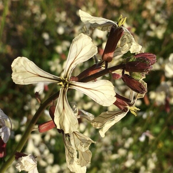 Eruca sativa Flower