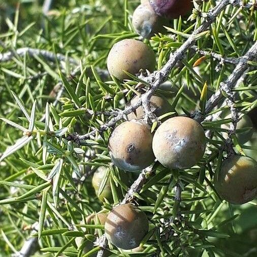 Juniperus oxycedrus ফল